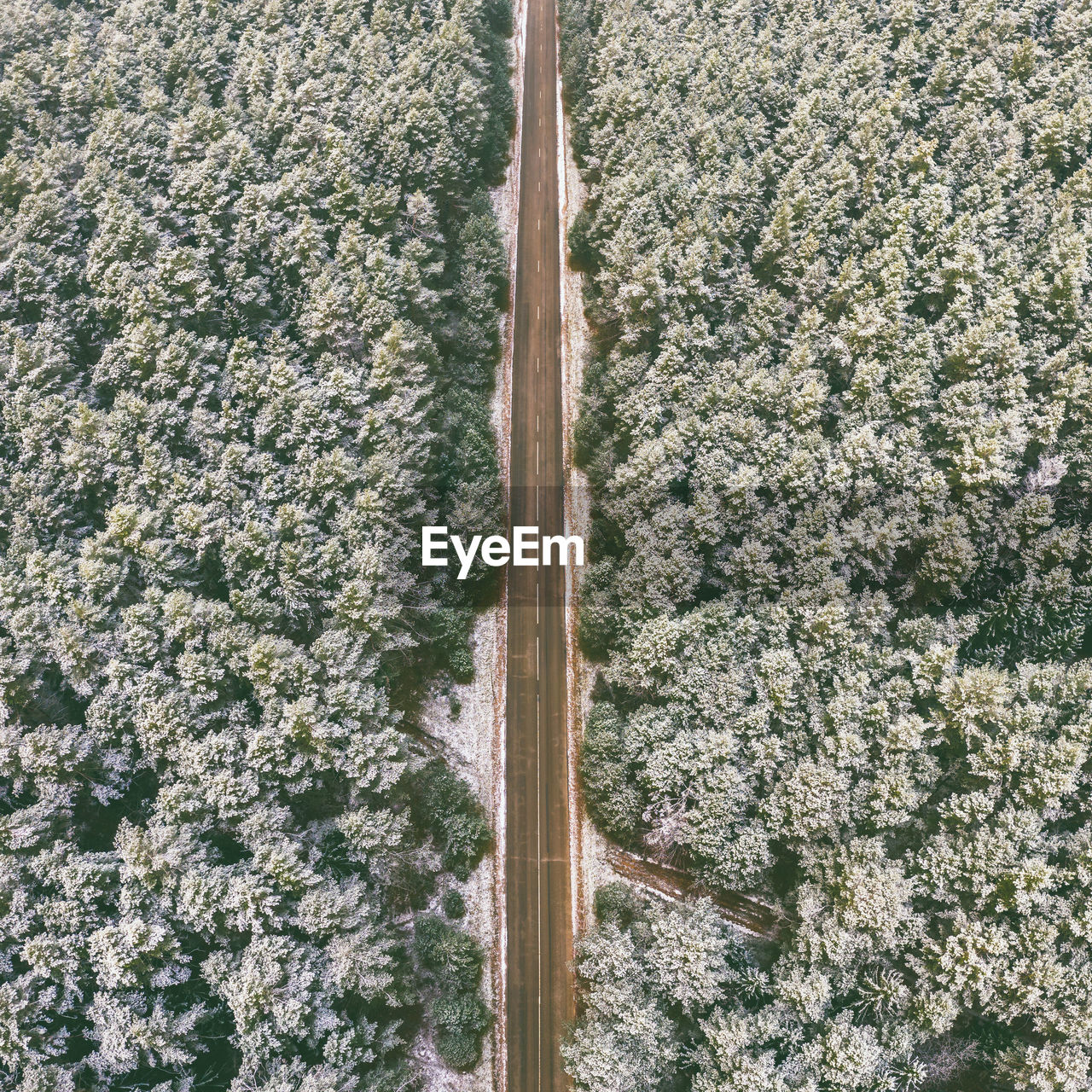 HIGH ANGLE VIEW OF PLANTS AND TREES