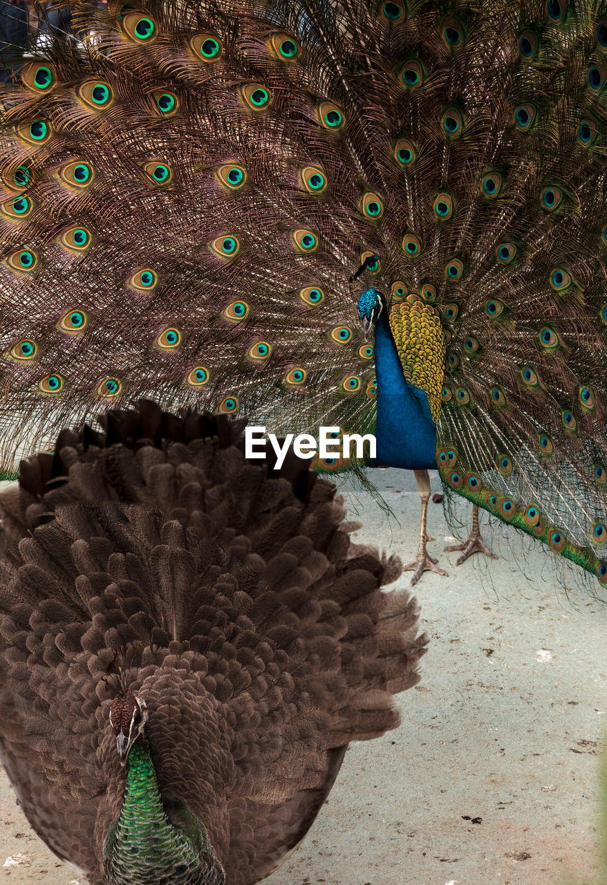 PEACOCK FEATHER