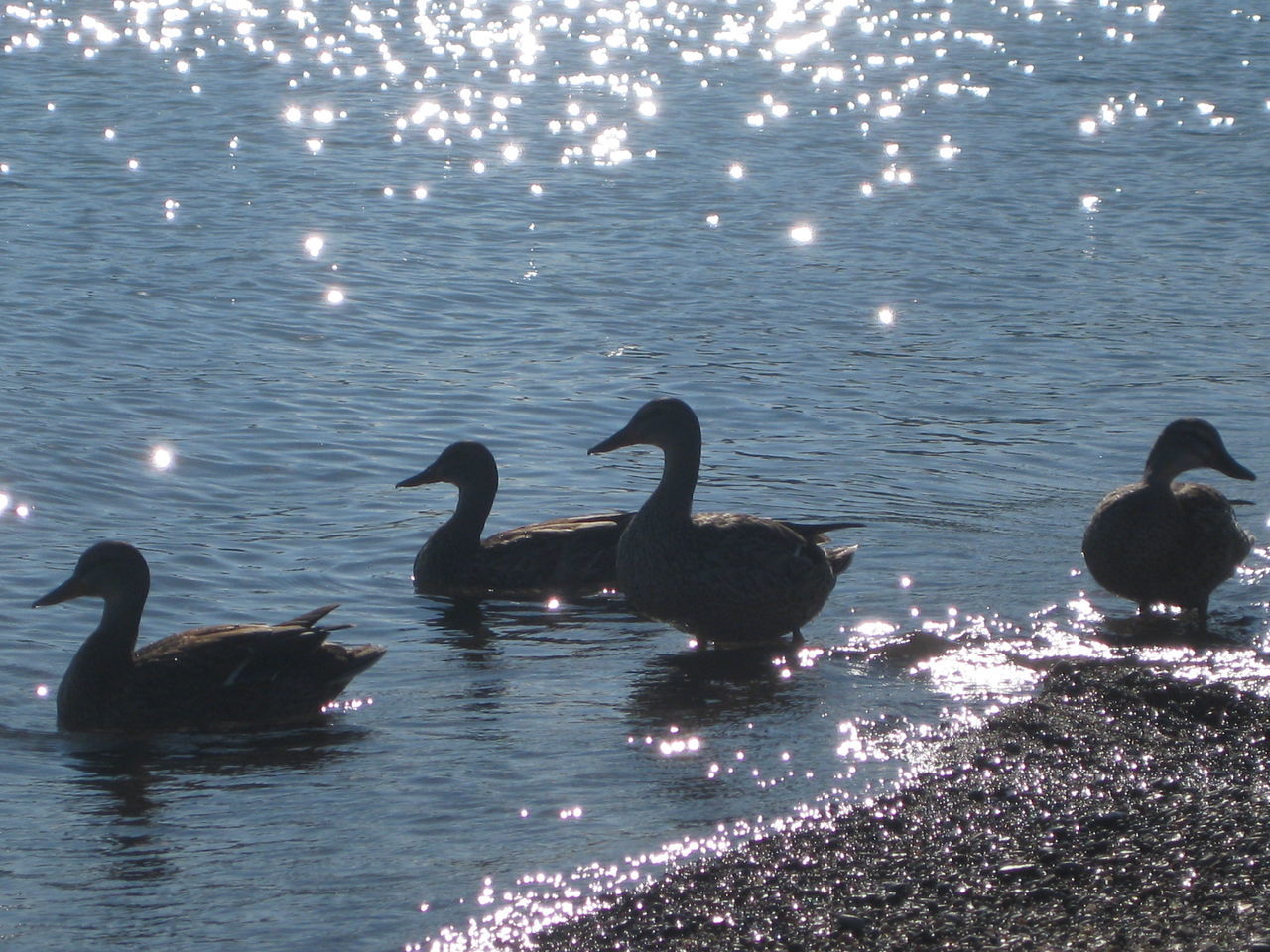 VIEW OF BIRDS IN WATER