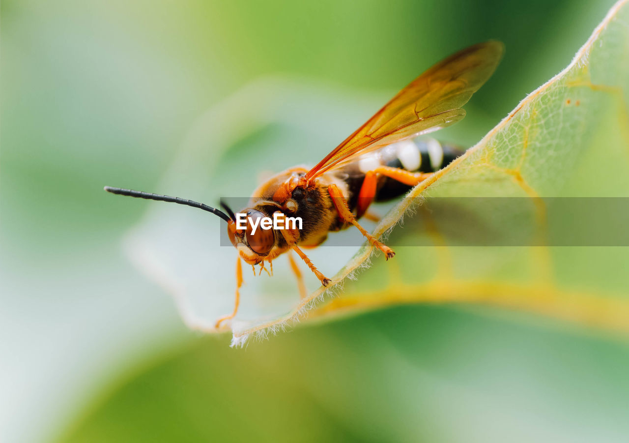 Close-up of insect on leaf