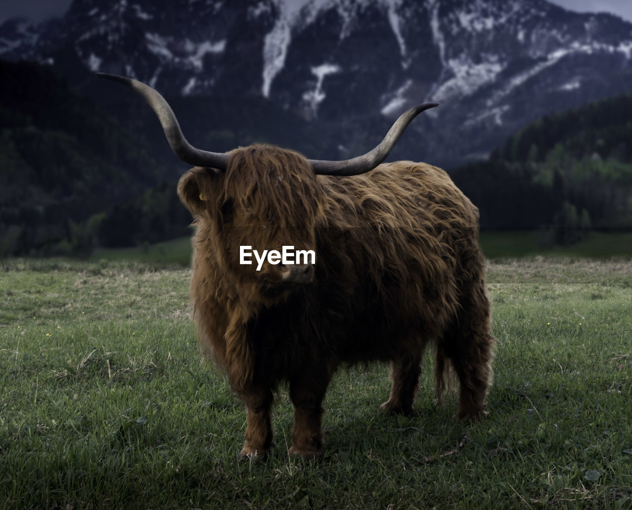 Cow standing in a field