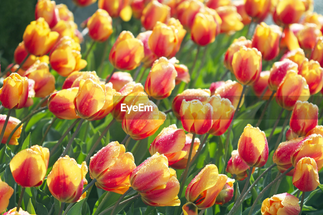 CLOSE-UP OF TULIPS