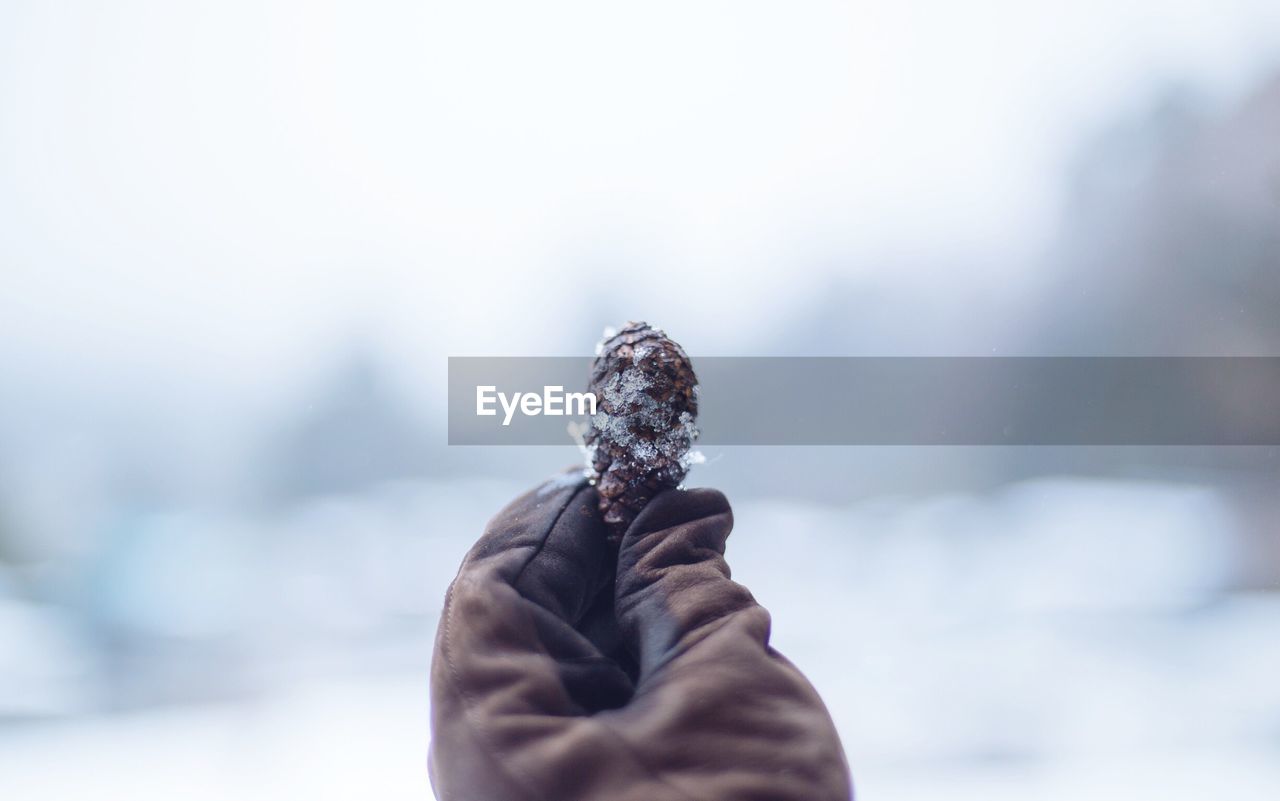 Cropped hand holding frozen pine cone