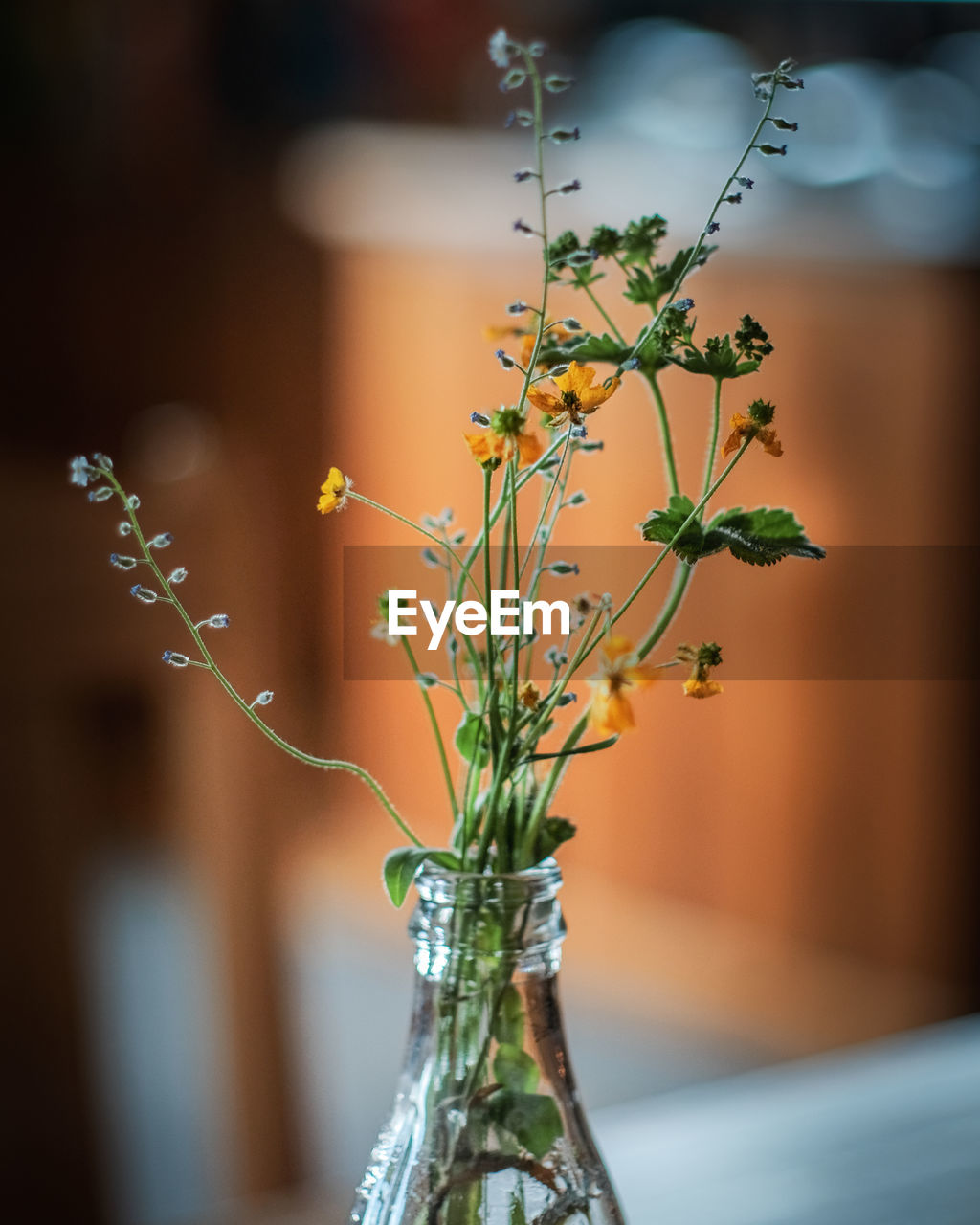 Close-up of flowering plant in vase