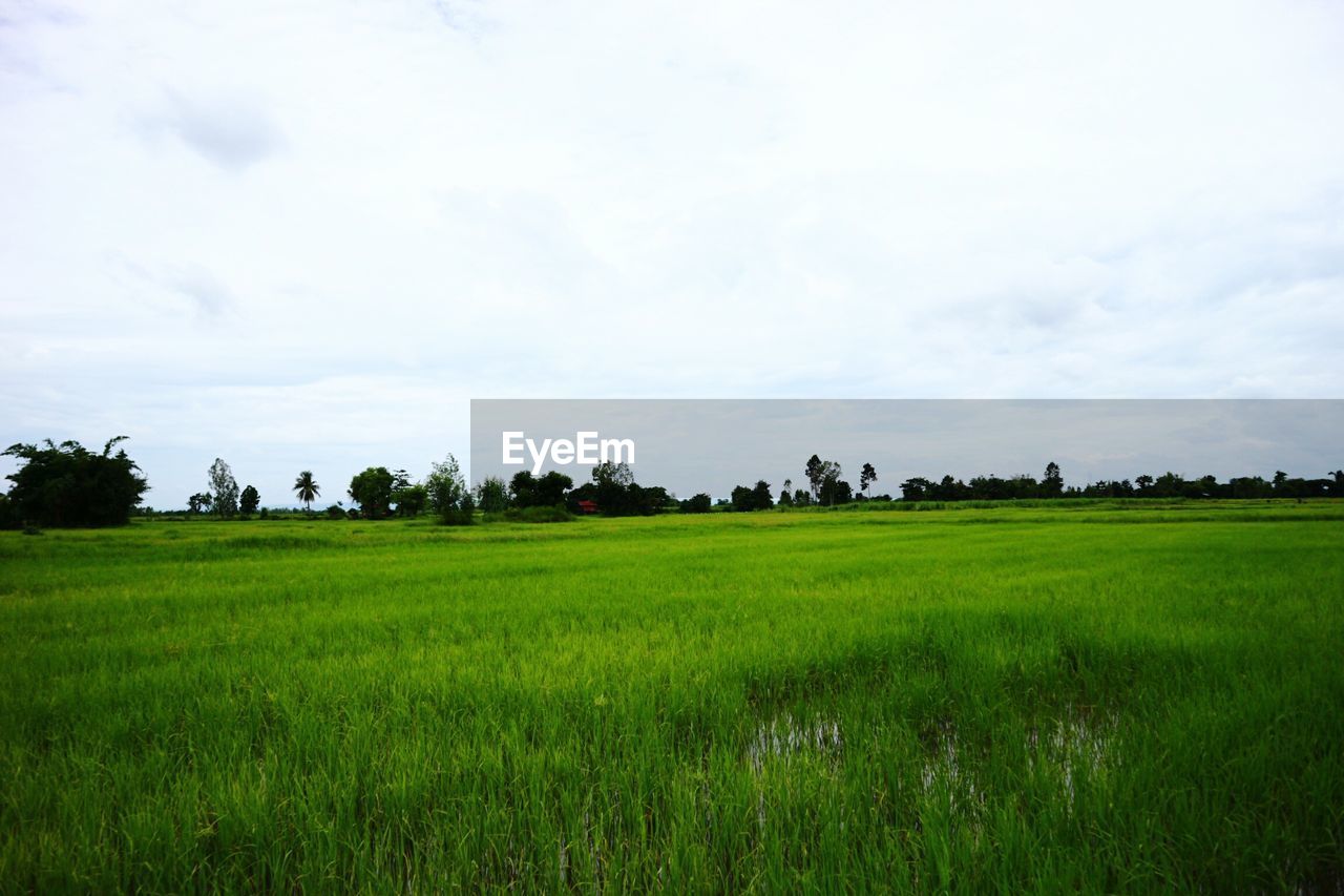 SCENIC VIEW OF FARM FIELD AGAINST SKY