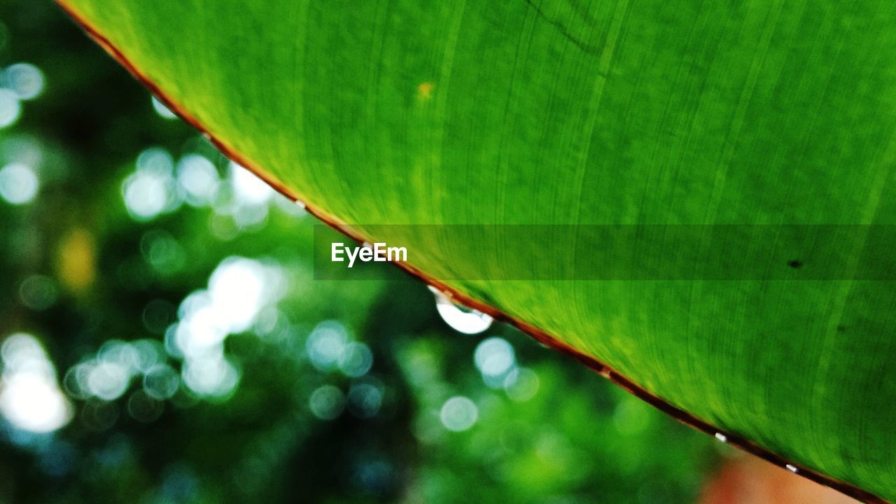 CLOSE-UP OF WATER DROPLETS ON LEAF