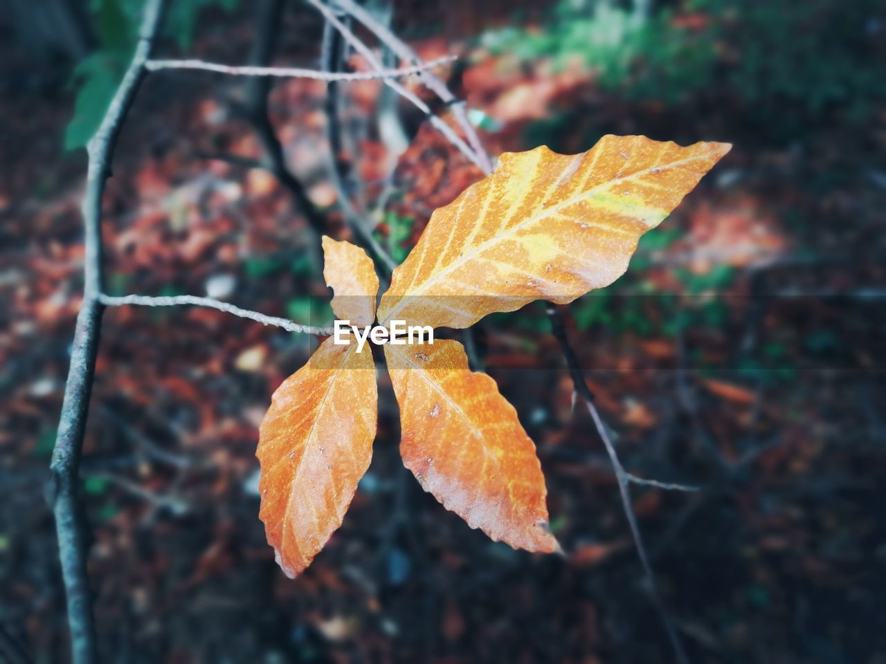 CLOSE-UP OF DRY MAPLE LEAVES