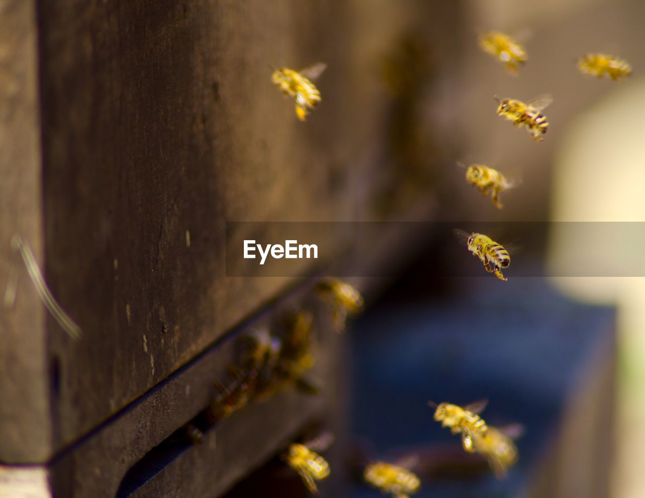 Close-up of honey bees buzzing by hive