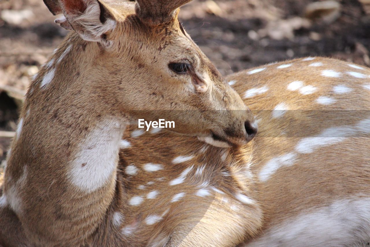 Close-up of spotted deer