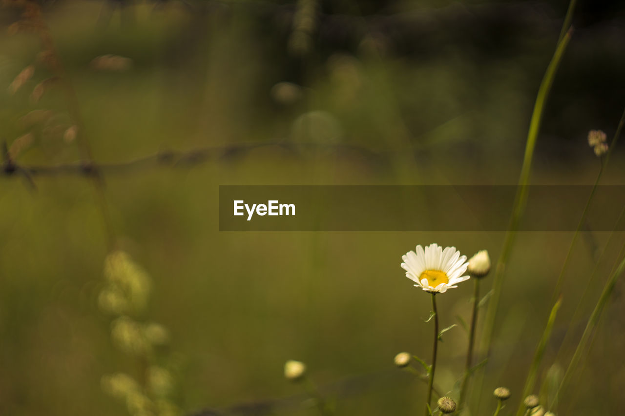 Close-up of flower blooming outdoors