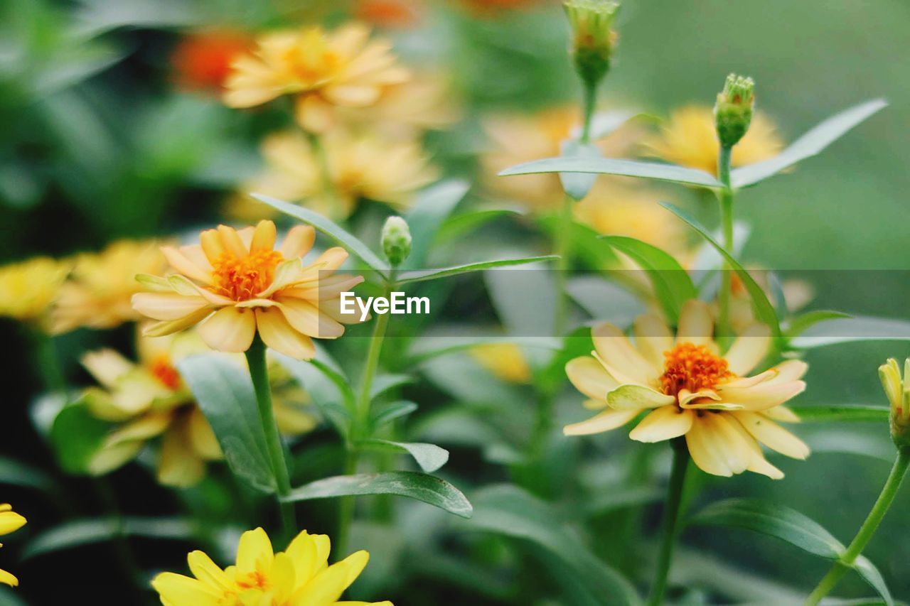 Close-up of yellow flowering plant