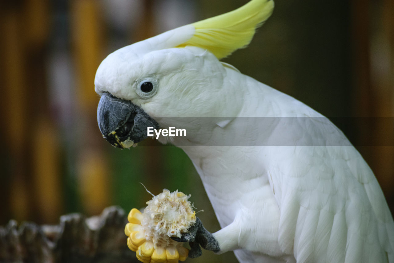 Close-up of cockatoo eating corn