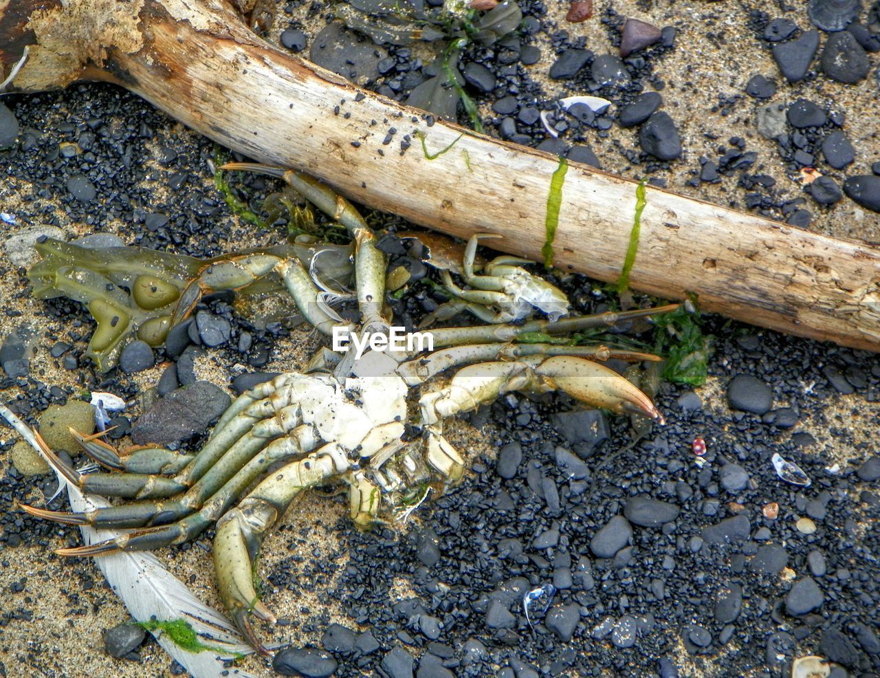 High angle view of crab on beach