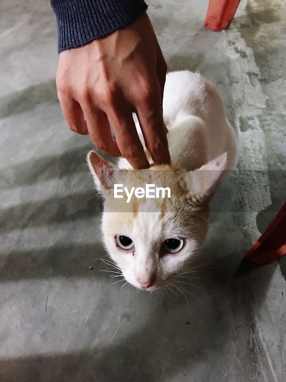 HIGH ANGLE VIEW OF HAND KITTEN BY CAT