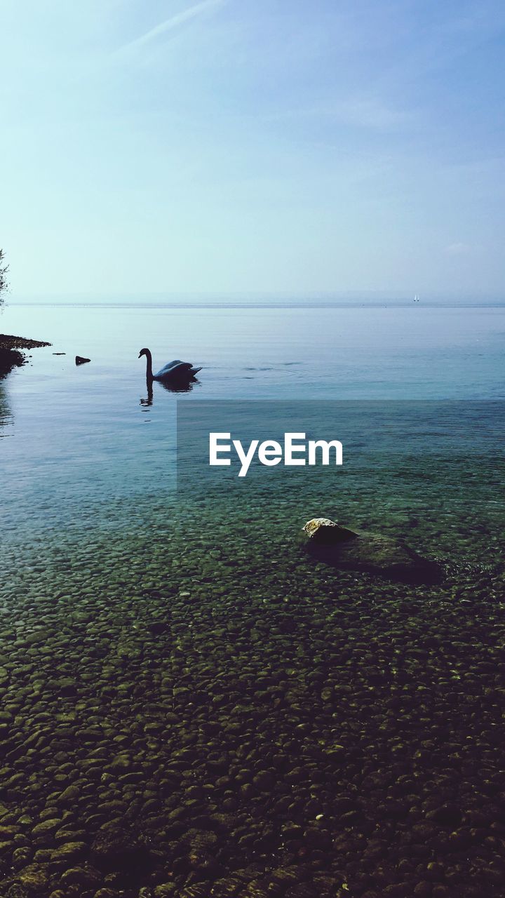 BIRDS ON SEA AGAINST CLEAR SKY