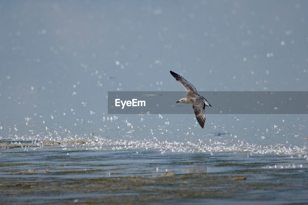 animal themes, wildlife, animal, animal wildlife, bird, water, flying, one animal, sea, motion, nature, spread wings, no people, mid-air, ocean, seabird, sky, bird of prey, beauty in nature, day, splashing, outdoors, animal body part, wave, animal wing, coast