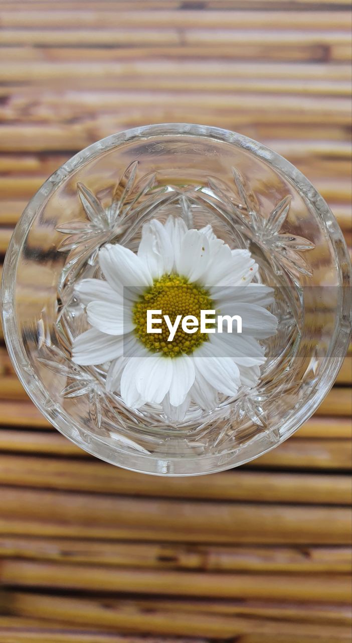 Close-up of white daisy flower on table