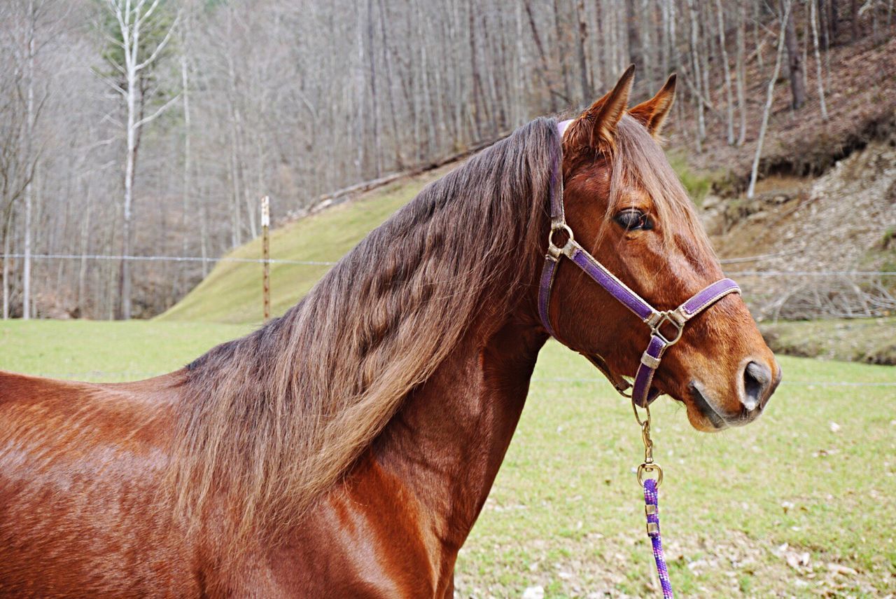 Profile view of brown horse on field