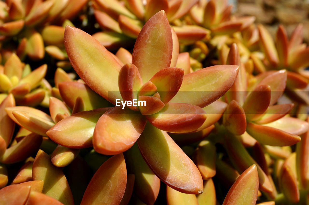 CLOSE-UP OF FLOWERS IN BLOOM