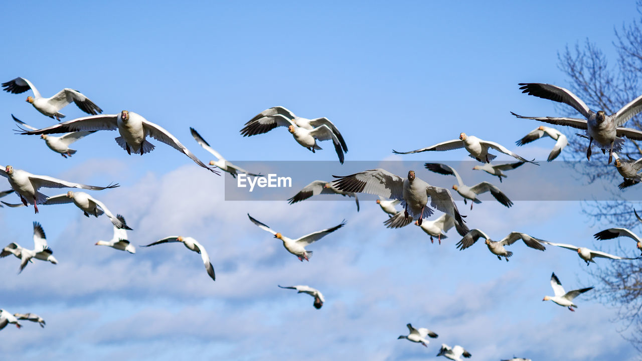 LOW ANGLE VIEW OF BIRDS FLYING IN THE SKY