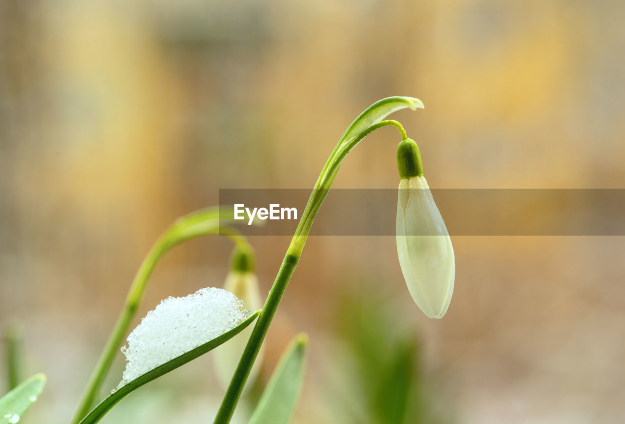 plant, snowdrop, beauty in nature, green, flower, close-up, freshness, nature, growth, flowering plant, macro photography, fragility, plant stem, focus on foreground, no people, grass, plant part, leaf, selective focus, yellow, outdoors, springtime, white, day, petal, wet, drop, water, botany, tranquility, inflorescence, environment, flower head