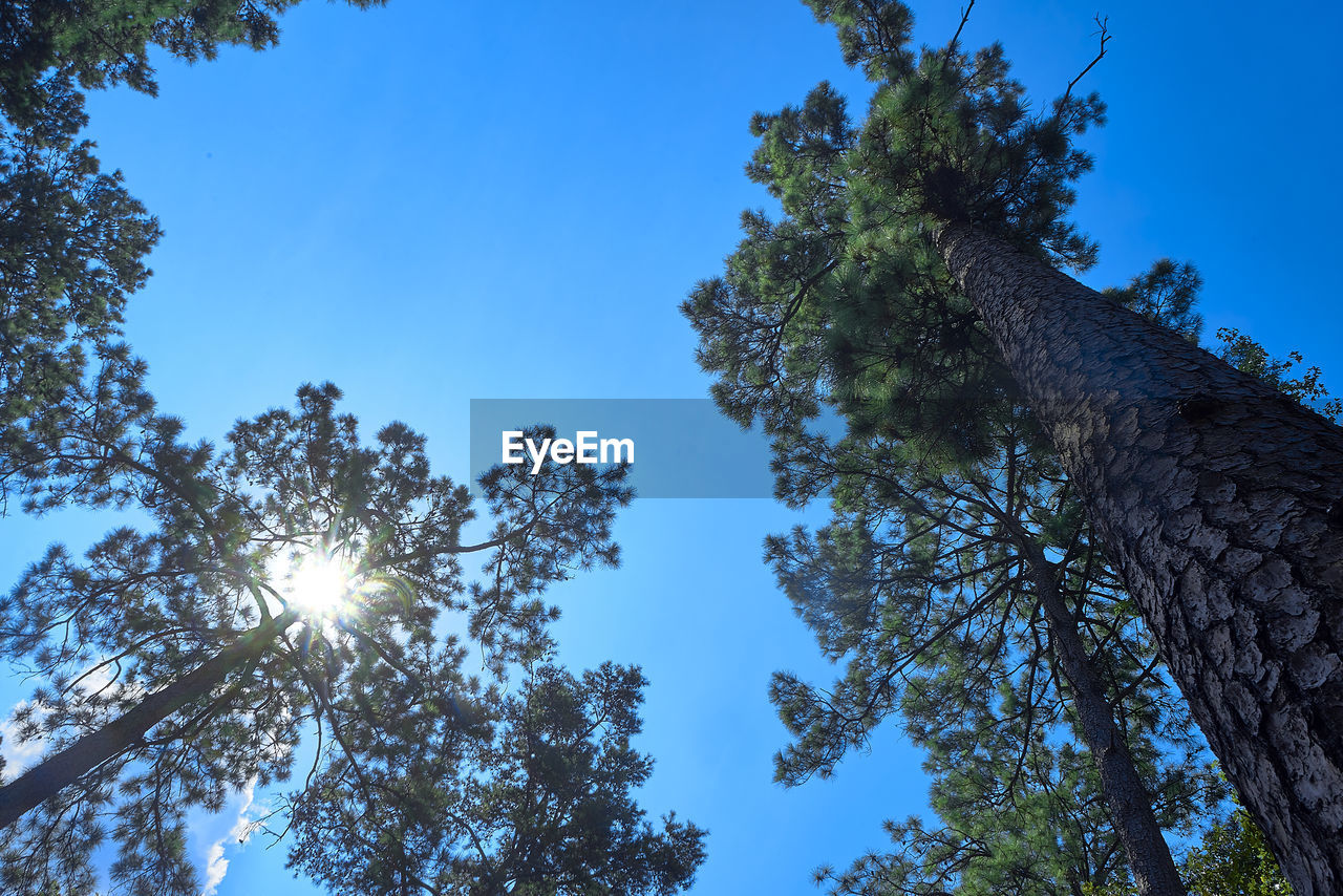 LOW ANGLE VIEW OF SUNLIGHT STREAMING THROUGH TREES AGAINST SKY