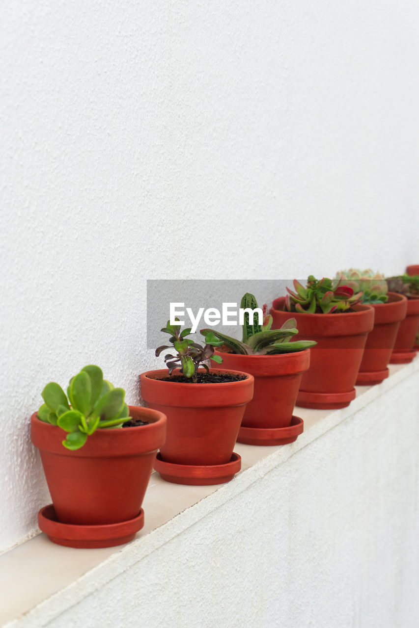 Row of succulents in ceramic pots against a white wall background