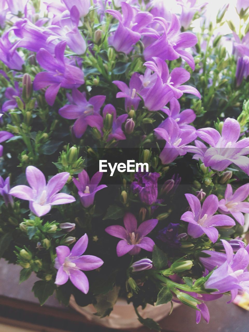 CLOSE-UP OF PINK FLOWERS BLOOMING OUTDOORS