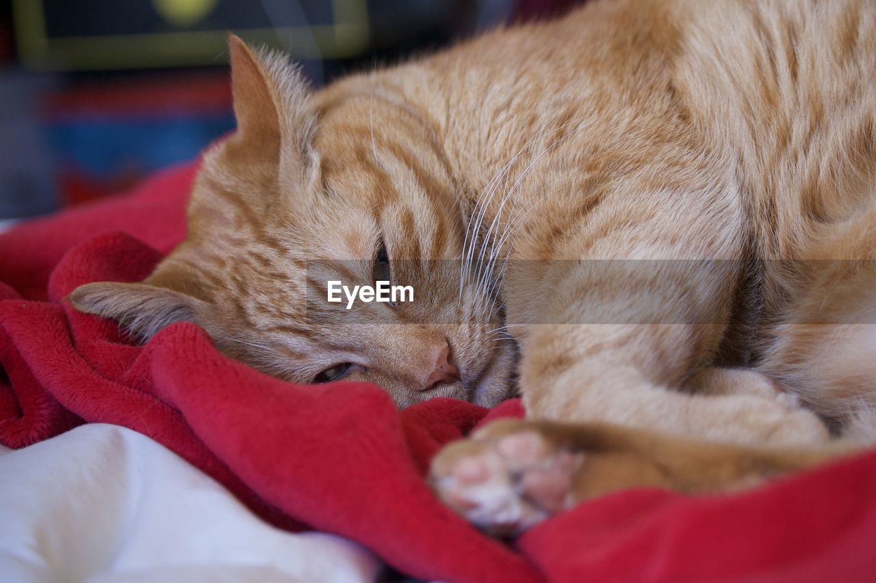 Close-up of orange cat lying on bed
