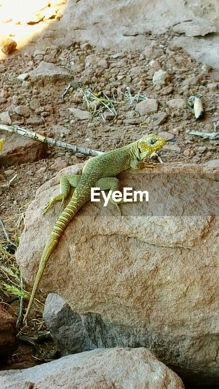 CLOSE-UP OF IGUANA ON ROCK