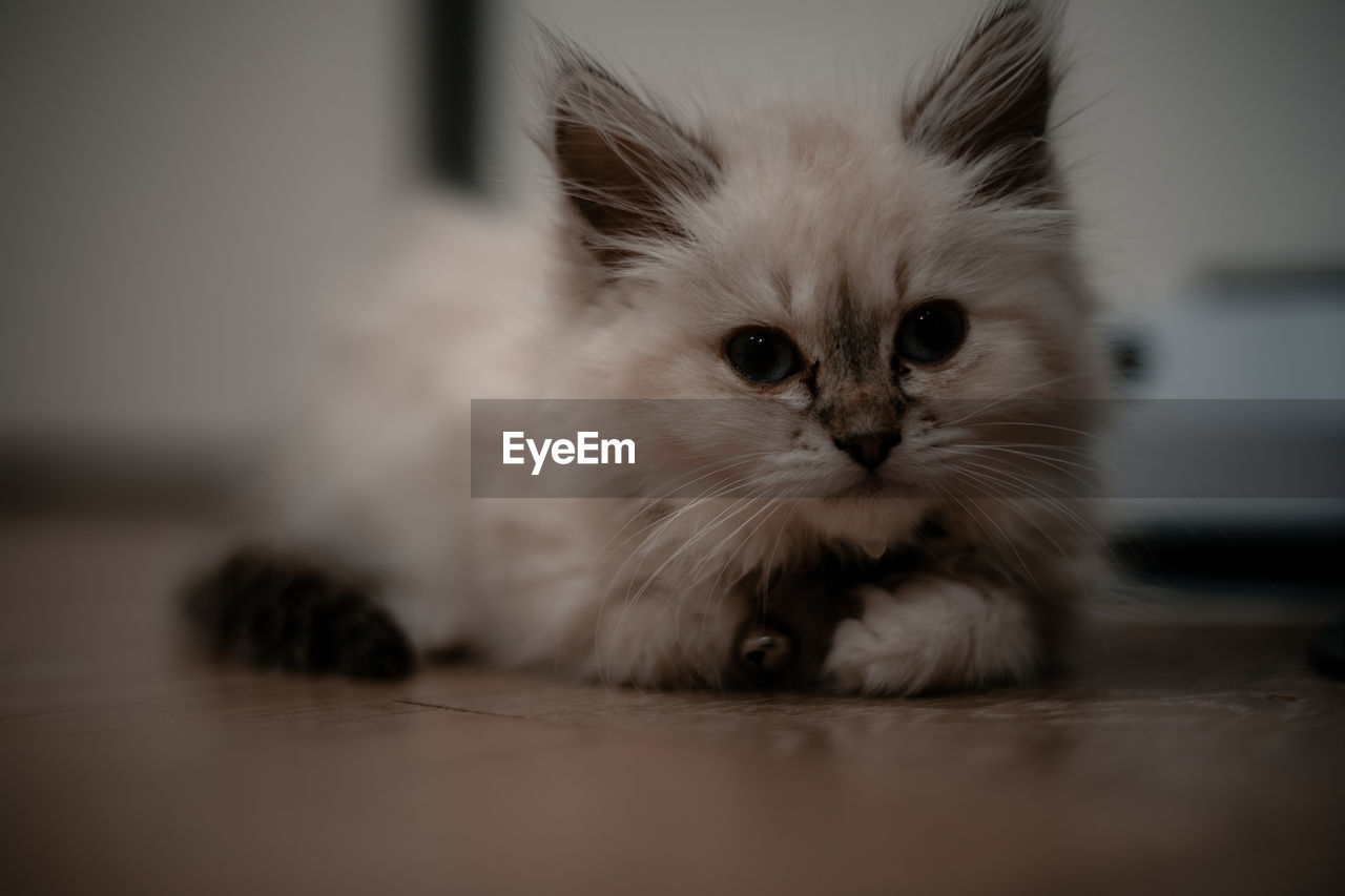 Close-up portrait of a cat