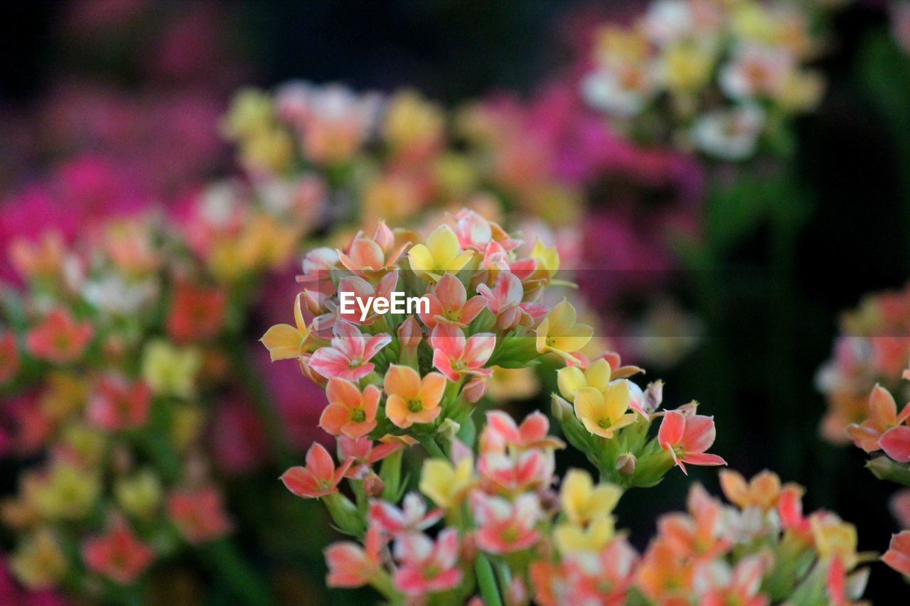 Close up of multi coloured kalanchoe flowers