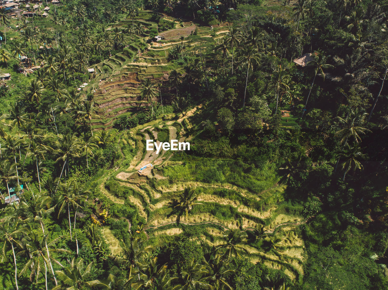 High angle view of trees growing on field