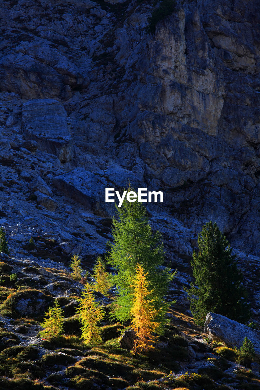 High angle view of trees growing on mountain