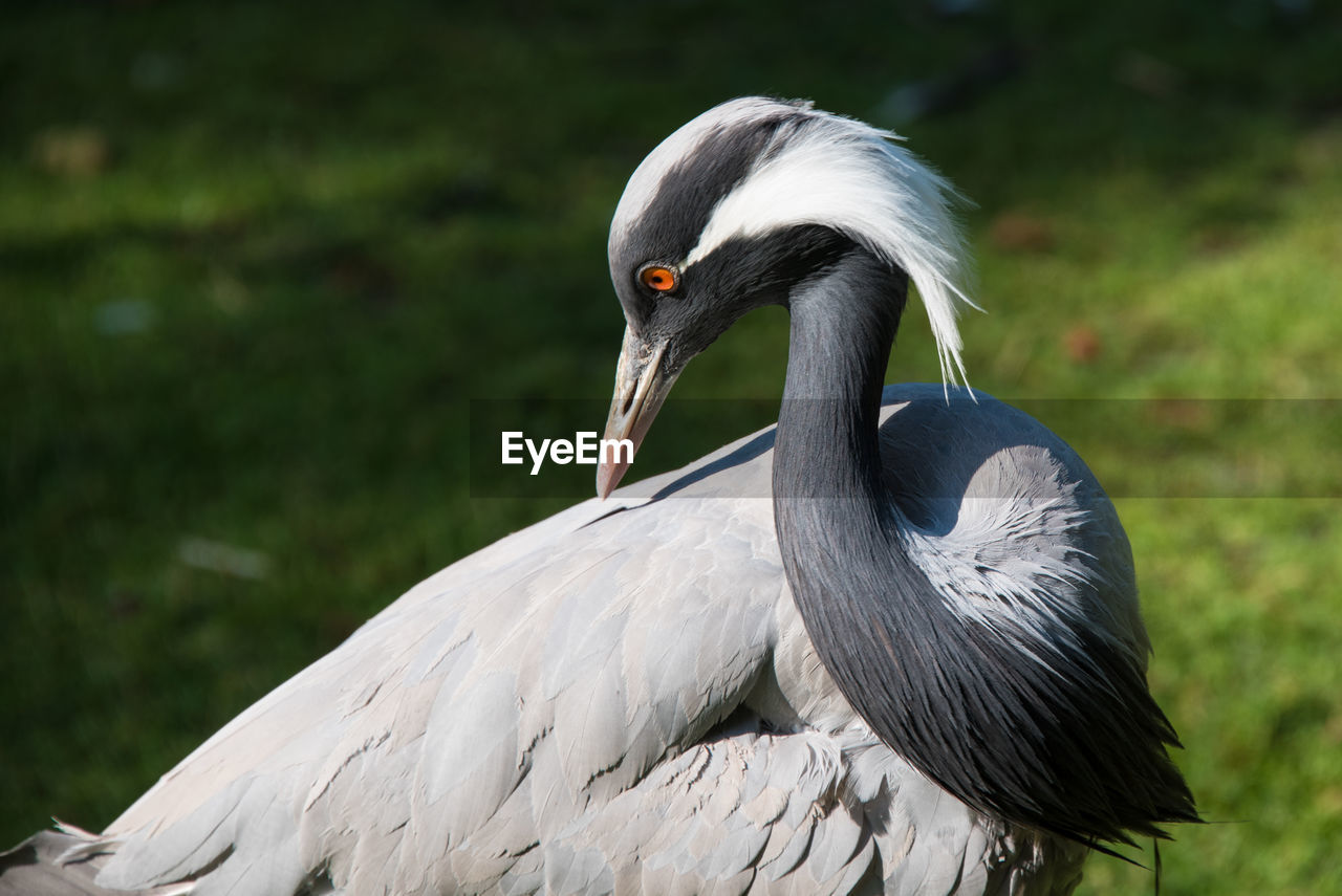 CLOSE-UP OF WHITE BIRD