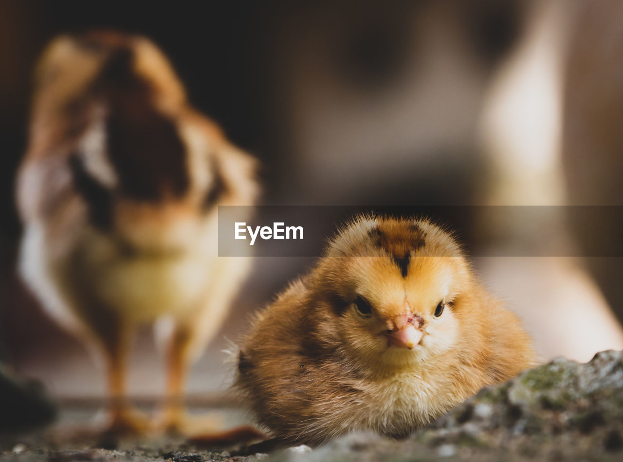 CLOSE-UP OF A BIRD ON A YOUNG A CAT