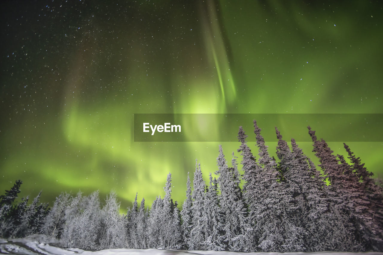 SCENIC VIEW OF SNOW COVERED TREES AGAINST SKY AT NIGHT