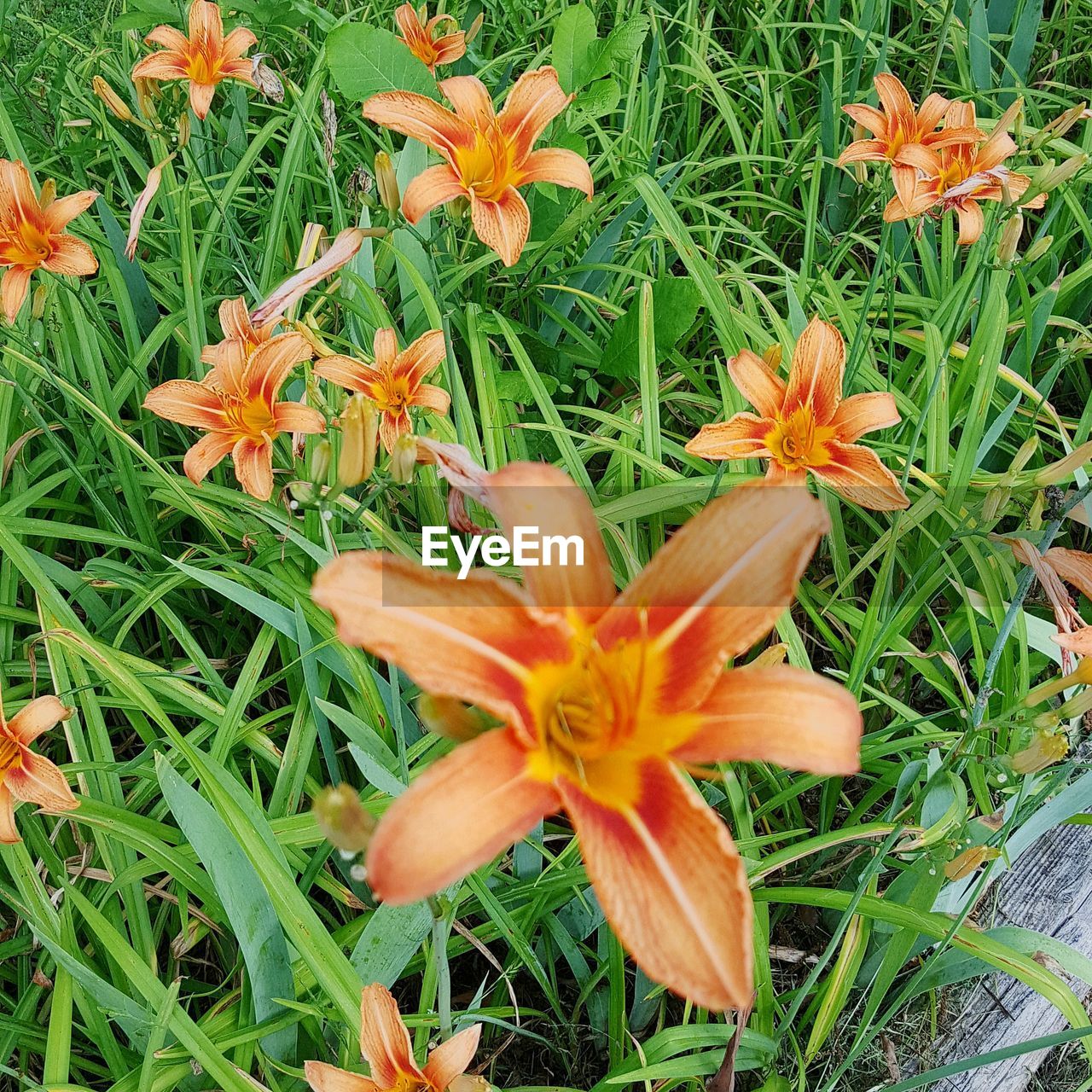 CLOSE-UP OF ORANGE FLOWERING PLANTS