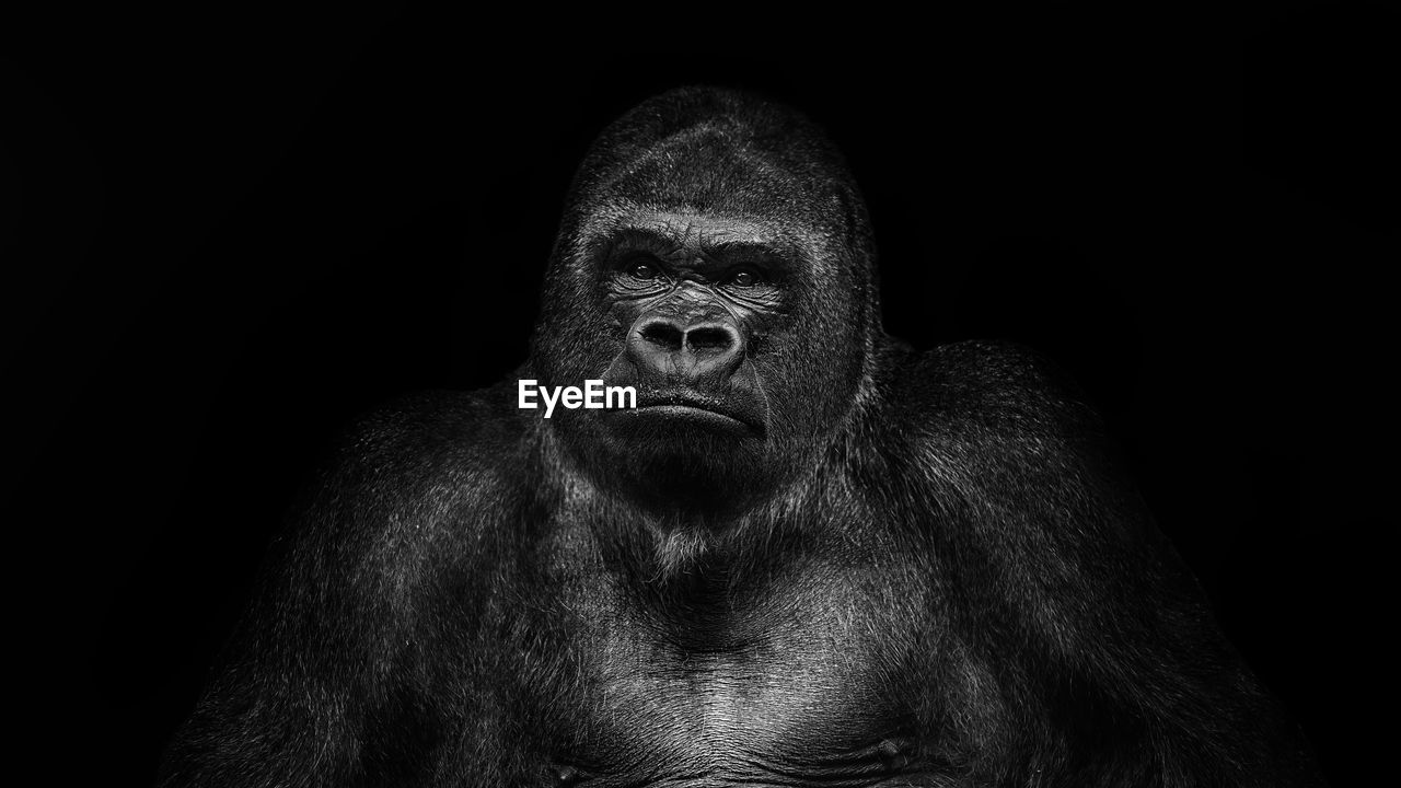 Portrait of gorilla n'gola against a black background. the gorilla lives in the zurich zoo