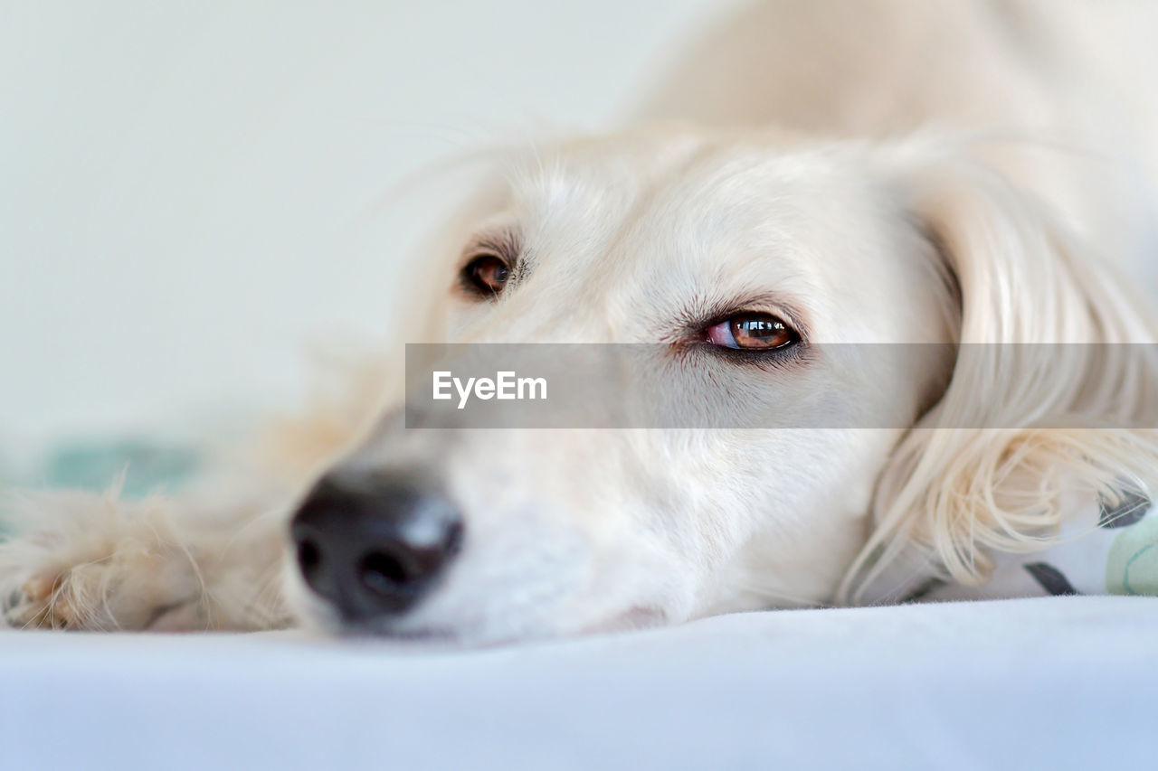 dog, canine, pet, one animal, domestic animals, mammal, animal themes, animal, puppy, portrait, close-up, relaxation, retriever, lying down, white, golden retriever, cute, animal body part, indoors, looking at camera, no people, selective focus, looking, animal head, labrador retriever