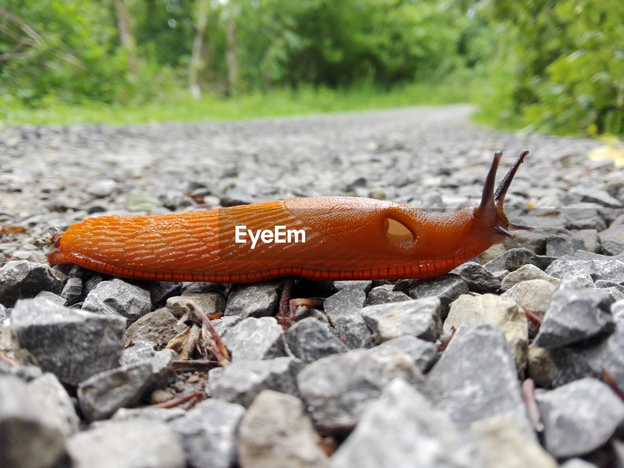 Close-up of slug on stones