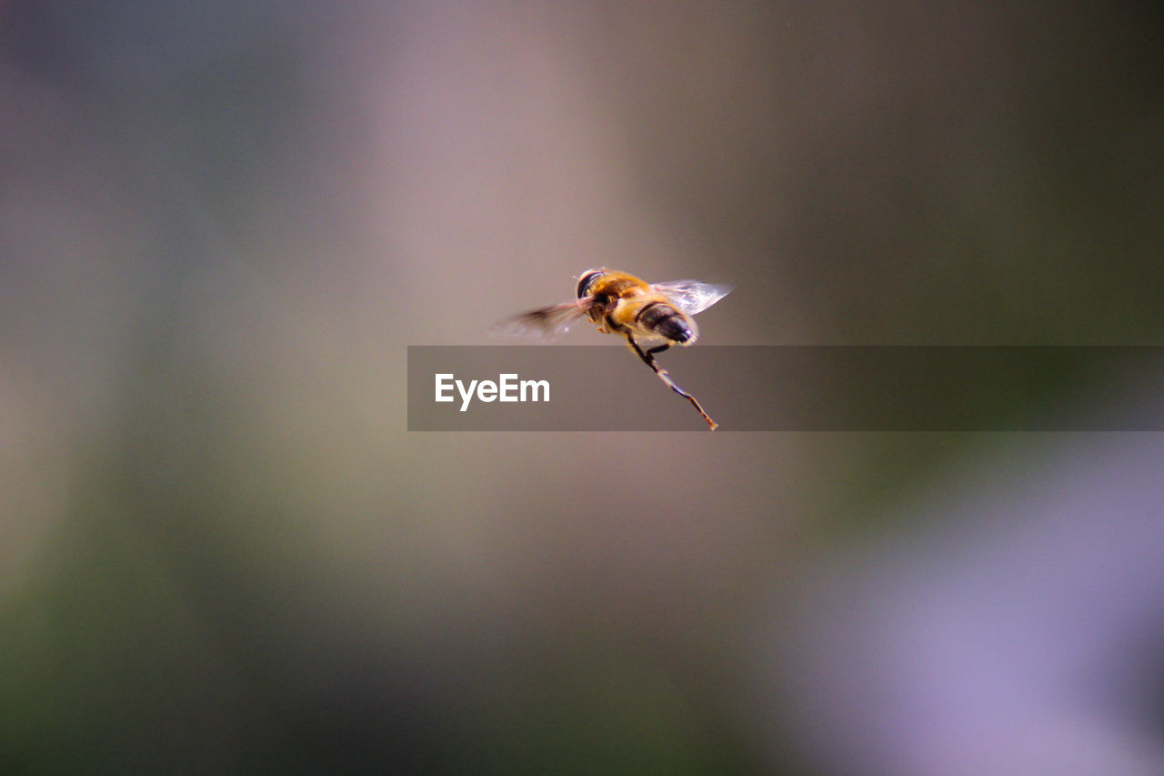 Close-up of bee flying