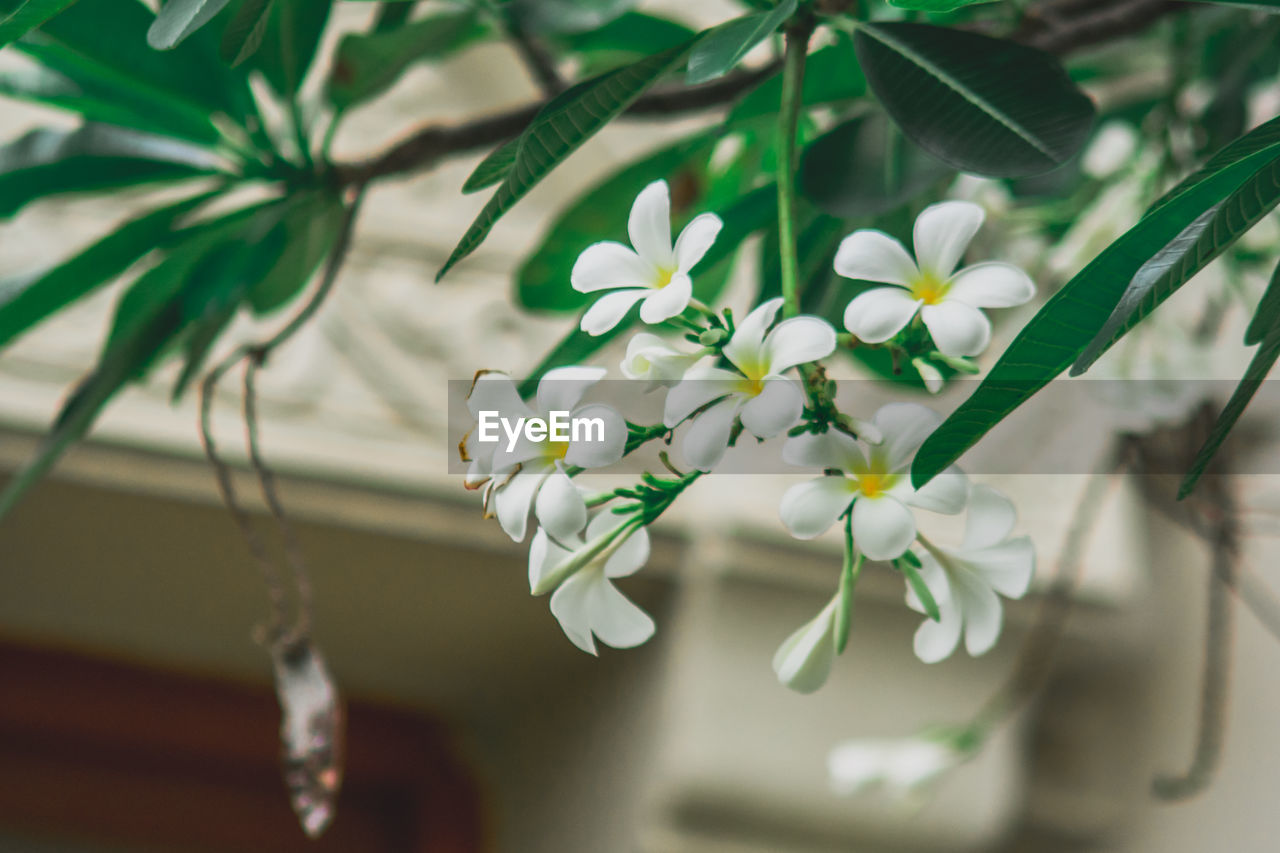 Close-up of white flowers against blurred background