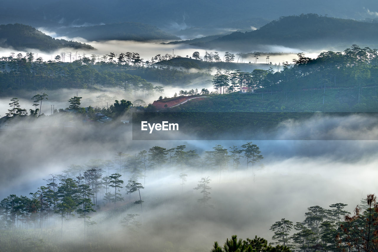 PANORAMIC SHOT OF TREES AGAINST SKY