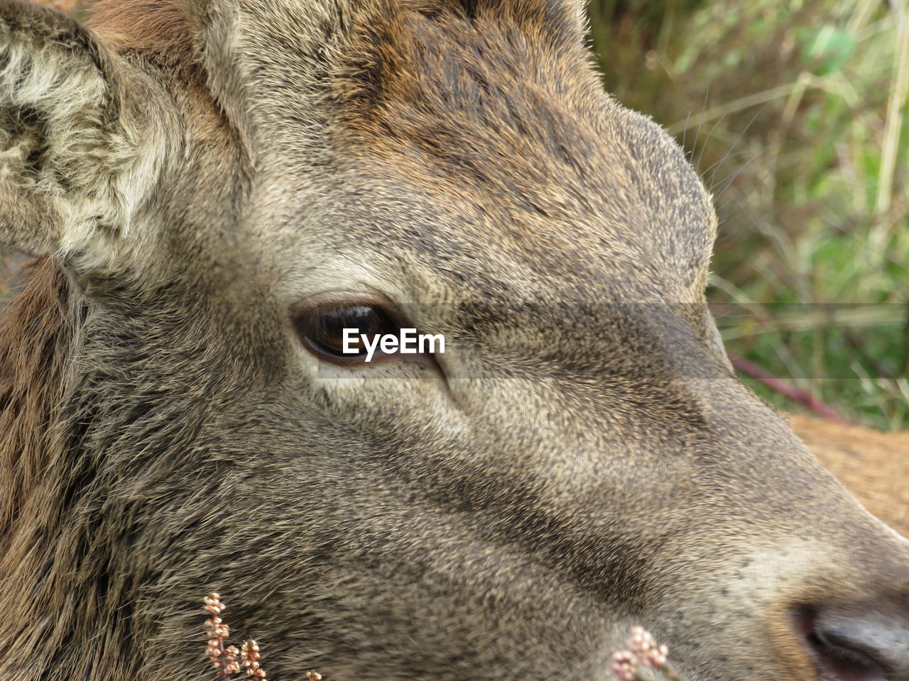 Close-up of a deer