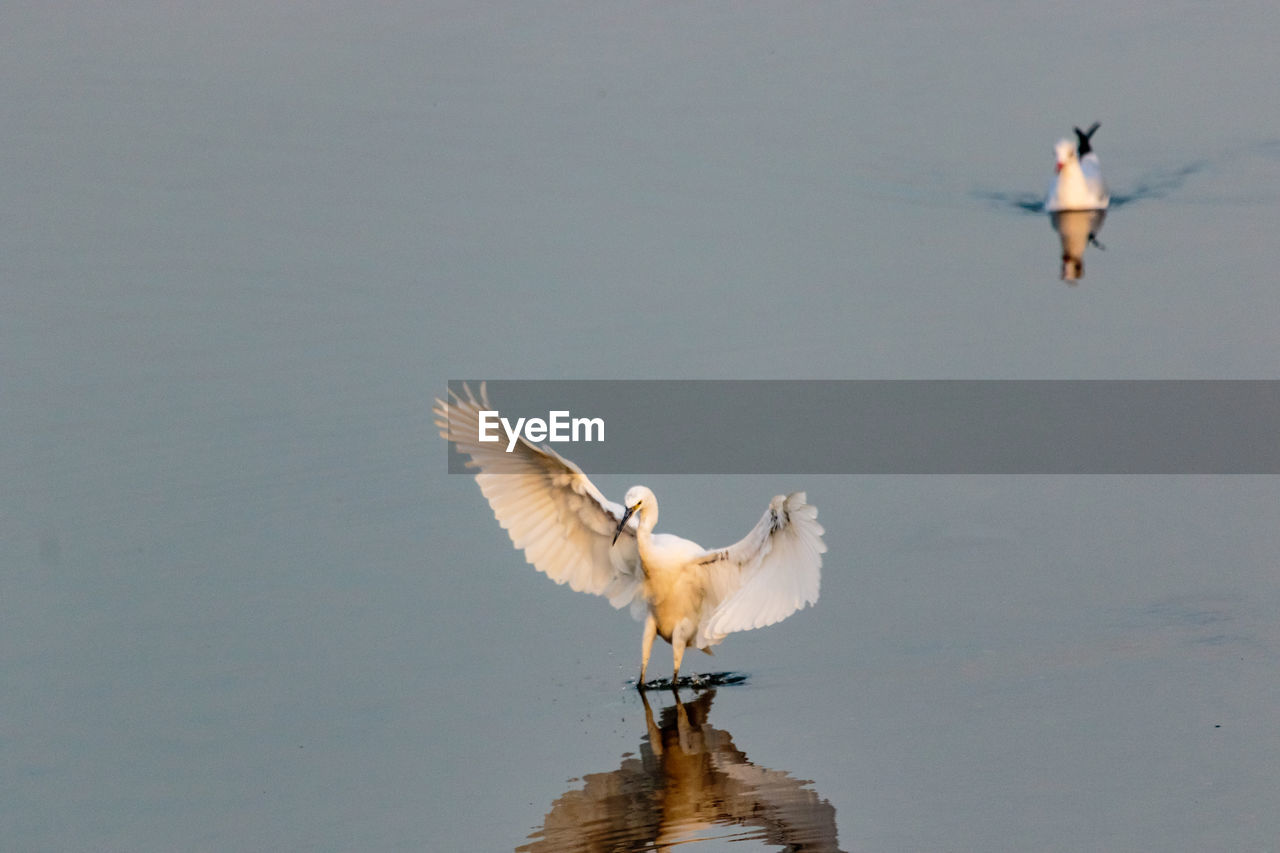 SEAGULL FLYING ABOVE LAKE