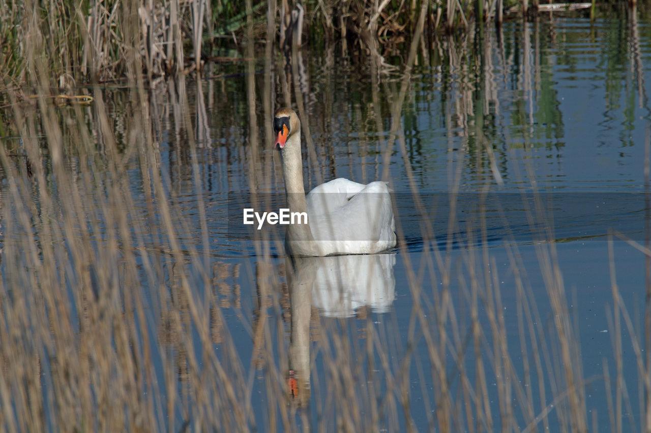 SWAN FLOATING ON WATER