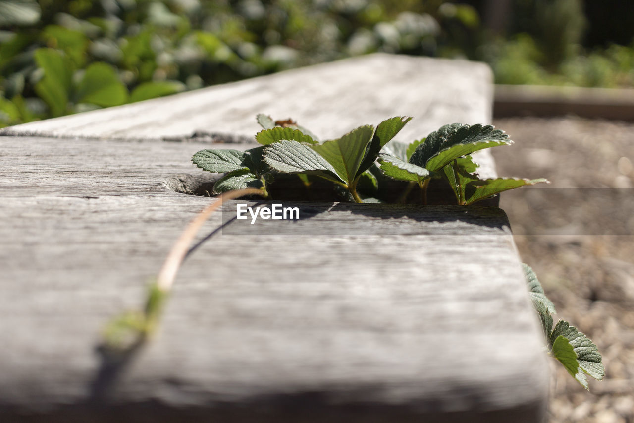 CLOSE-UP OF LIZARD ON PLANT