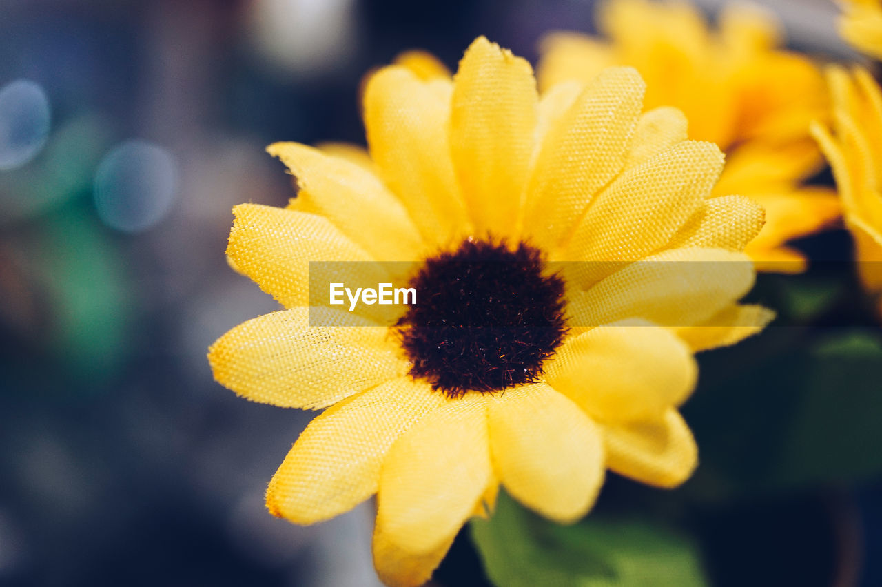 CLOSE-UP OF YELLOW FLOWERING PLANTS