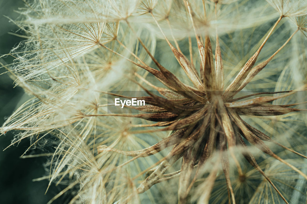 Close-up of wilted dandelion